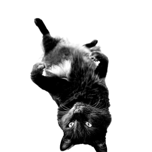 Stock Photo Of Adult Cat, Big Cat Photography, Big Cat Portrait 14974 - Cat PNG image with transparent background